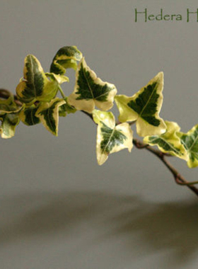 常春藤 金伊芙 Hedera Helix Halebob 稀有品种
