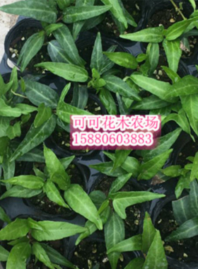 常春藤  翼  Hedera Helix “Tsubasa”  柳叶  稀有品种