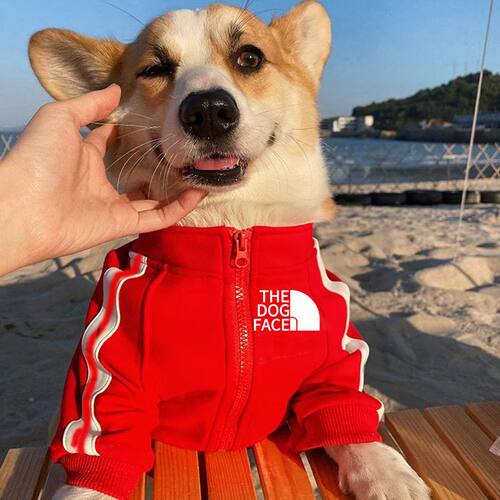 秋冬新款宠物衣服狗狗拉链卫衣大狗外套中小型犬外出服饰猫咪衣服