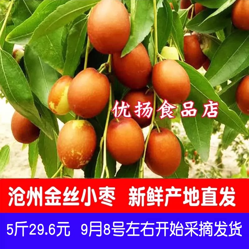 鲜枣金丝沧州脆甜小枣鲜红枣脆枣