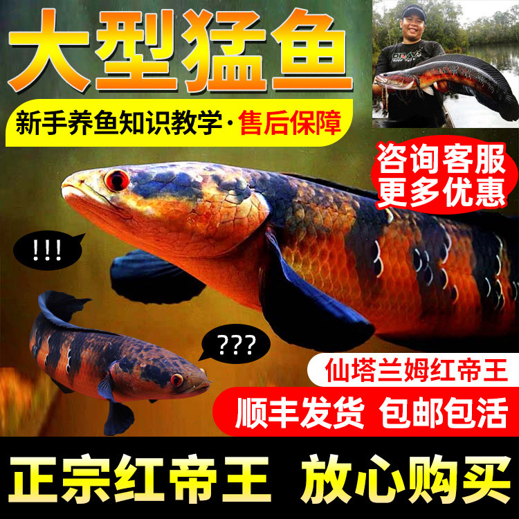 红帝王黑魔神红魔神中加巴里托仙塔兰姆超红帝王雷龙鱼热带鱼淡水