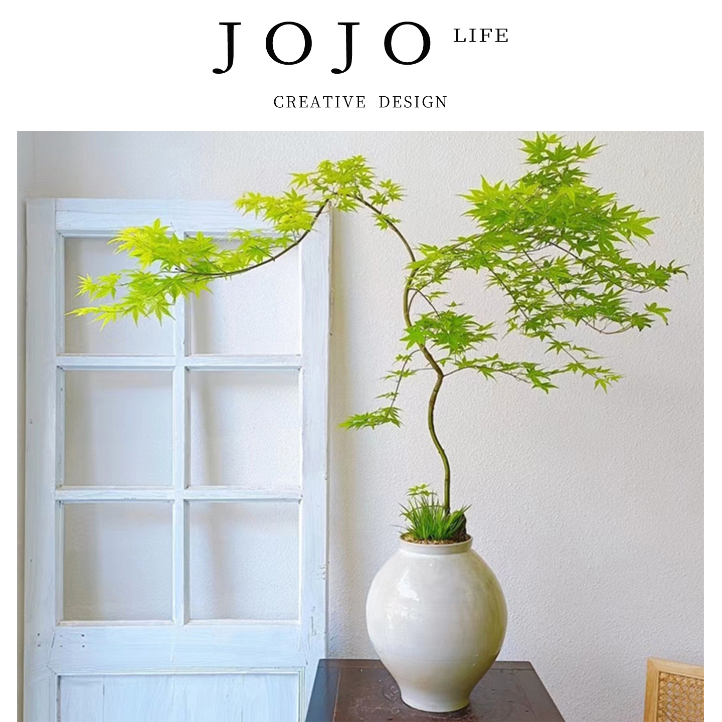 JOJO'SLIFEPD绿植树苗网红客厅