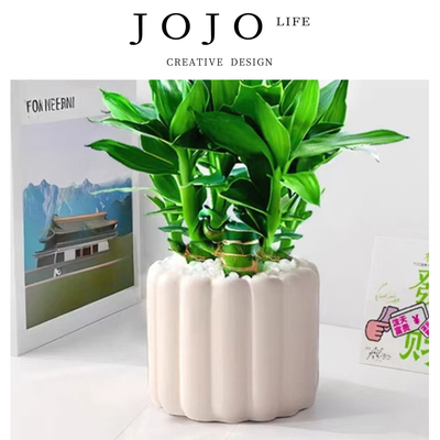 JOJO'SLIFEPD文昌竹带根室盆栽
