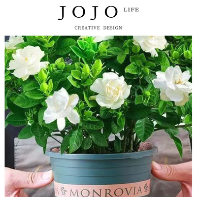 JOJO'SLIFEPD绿植四季花苞净化