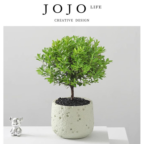 JOJO'SLIFEPD小叶赤楠桌面花卉