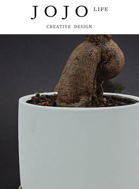 JOJO'S L. PD.Splashing.花盆热转印陶瓷多肉植物小带涂层 | 帷囤