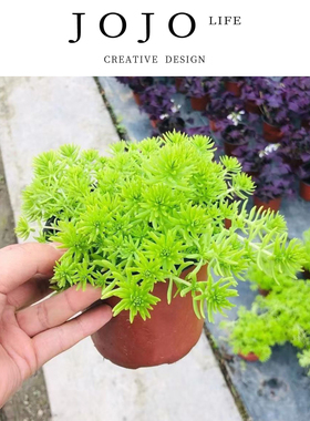 JOJO'S L. PD.Plowing.绿植黄金佛甲草地被植物可四季观叶 | 刨狼