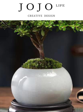 JOJO'S L. PD.Responsible.绿植小叶赤楠老桩盆栽盆景迷你 | 责戎