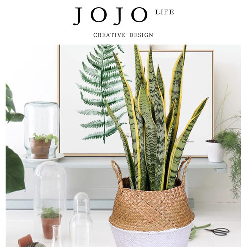 JOJO'SLIFEPD金边虎皮兰小盆栽