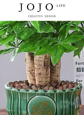 JOJO'S L. PD.Camphor.绿植发财树盆栽室内客厅桌面办公室 | 樟镀