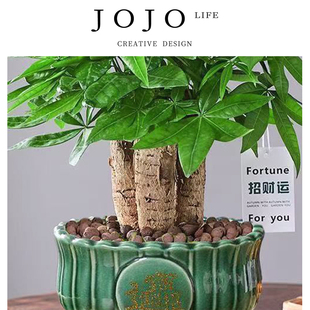 JOJO'S L. PD.Camphor.绿植发财树盆栽室内客厅桌面办公室 | 樟镀