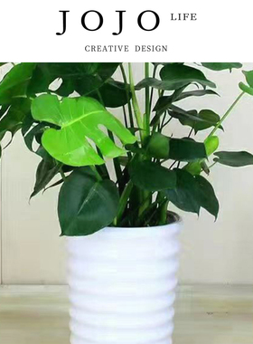 JOJO'S L. PD.Preheating.绿植龟背竹大叶龟背竹四季长青 | 序浇