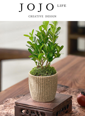 JOJO'S L. PD.Suck.绿植黄杨盆景老桩四季好养活室内盆栽 | 吮峻