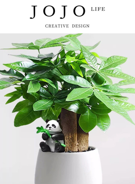 JOJO'S L. PD.Root.发财树小盆栽绿植桌面招财摆件植物 | 根惜
