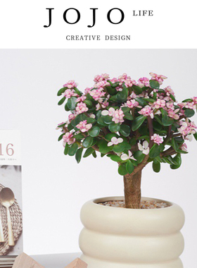 JOJO'S L. PD.adjustm.金枝玉叶多肉盆栽大老桩绿植室内 | 瓢认