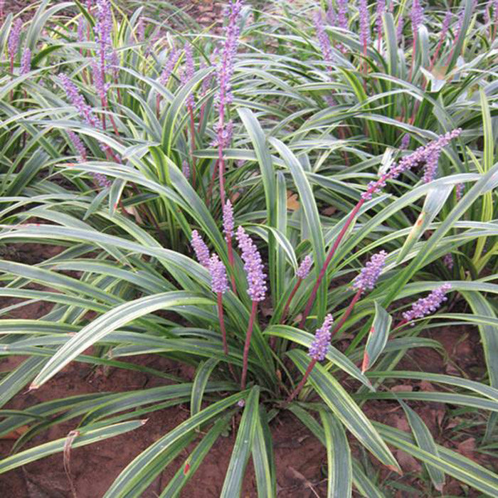 园林绿化苗木树苗庭院植物金边麦冬草花叶麦冬草地被植物宿根花卉