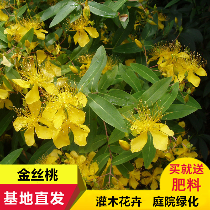 金丝桃苗庭院别墅绿化五心花金丝海棠贯叶金丝桃小苗花园植物