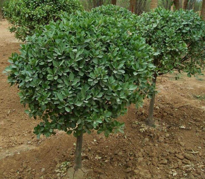 农户直销 冬青球 独杆冬青 大叶黄杨 瓜子黄杨 高杆黄杨 冬青树苗