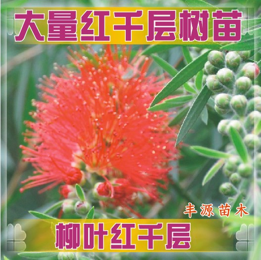 红千层树苗柳叶珍珠叶美花红千层树苗刷毛桢金宝树多花串钱柳小苗