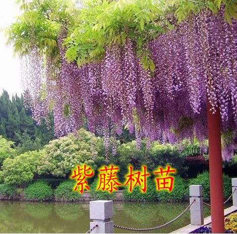 紫藤萝苗爬藤紫藤树苗盆栽花苗爬藤植物庭院四季多花室内攀援花卉