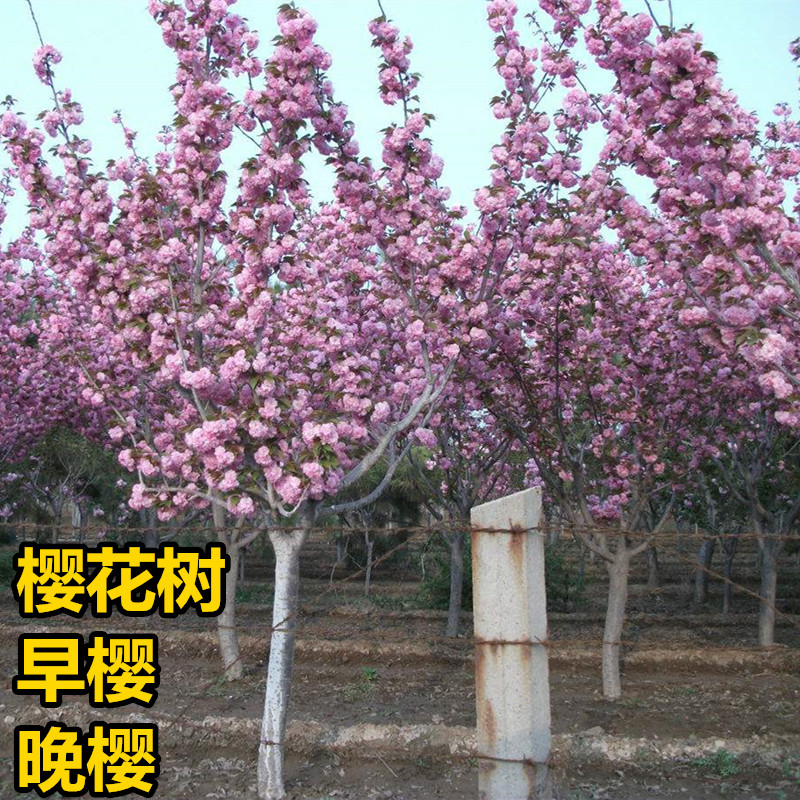 萧山花木城直销 樱花树苗庭院别墅早樱晚樱日本染井吉野樱花