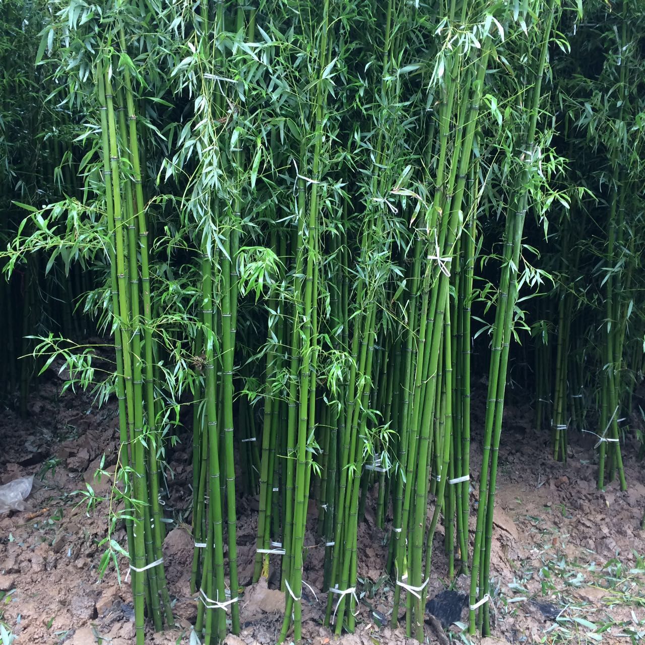 竹苗竹子苗室内阳台盆栽紫竹苗金镶玉竹庭院耐寒四季常青竹刚竹_虎窝淘