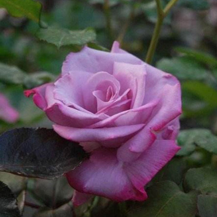 庭院阳台盆栽观花植物花卉大花月季花苗蓝河盆栽品种月季四季开花