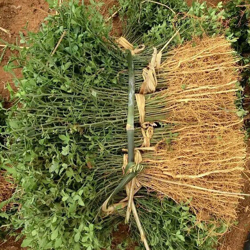 枸橘苗绿篱带刺防盗树苗篱笆栅栏嫁接橘子柚子砧木护院植物枳壳苗