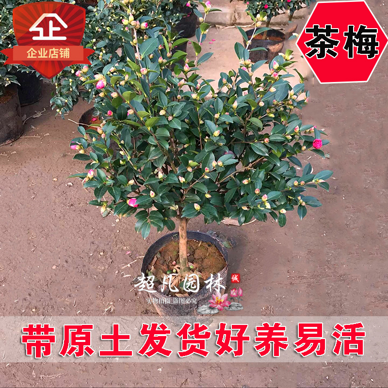 茶梅花苗四季盆栽种植山茶花室内花卉茶梅庭院室外茶梅球当年开花