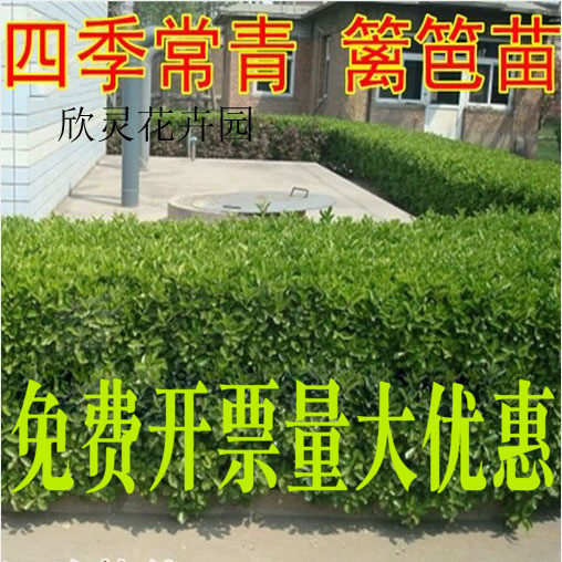 冬青树苗四季常青法国冬青苗珊瑚树苗庭院绿篱花卉常绿植物