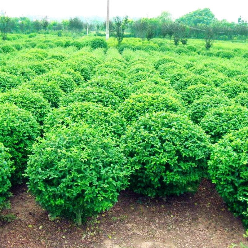 小叶女贞造型树别墅庭院植物绿化四季花卉户外盆景老桩女贞球树苗