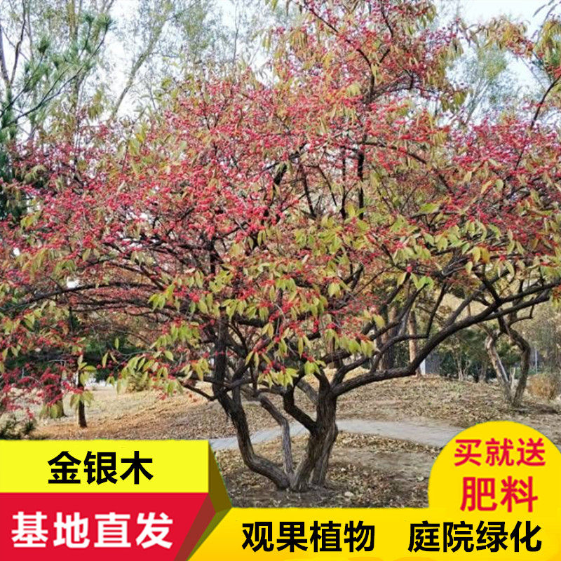 金银木树苗 金银忍冬庭院绿化南北方种植耐寒 多枝条丛生金银木树