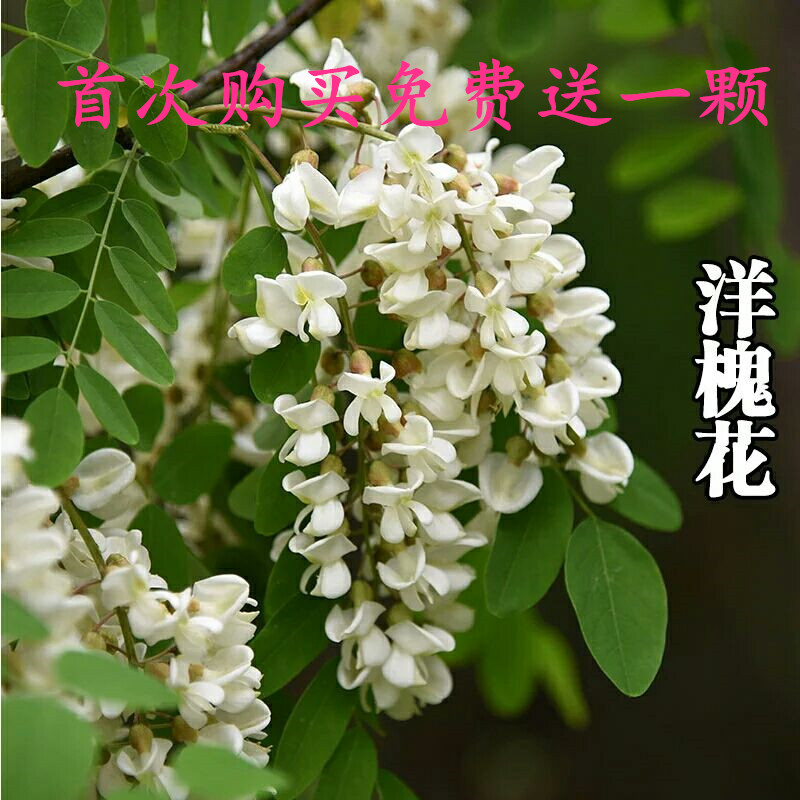 洋槐树苗槐花树苗刺槐绿化国槐树苗刺槐树苗 食用洋槐花当年开花