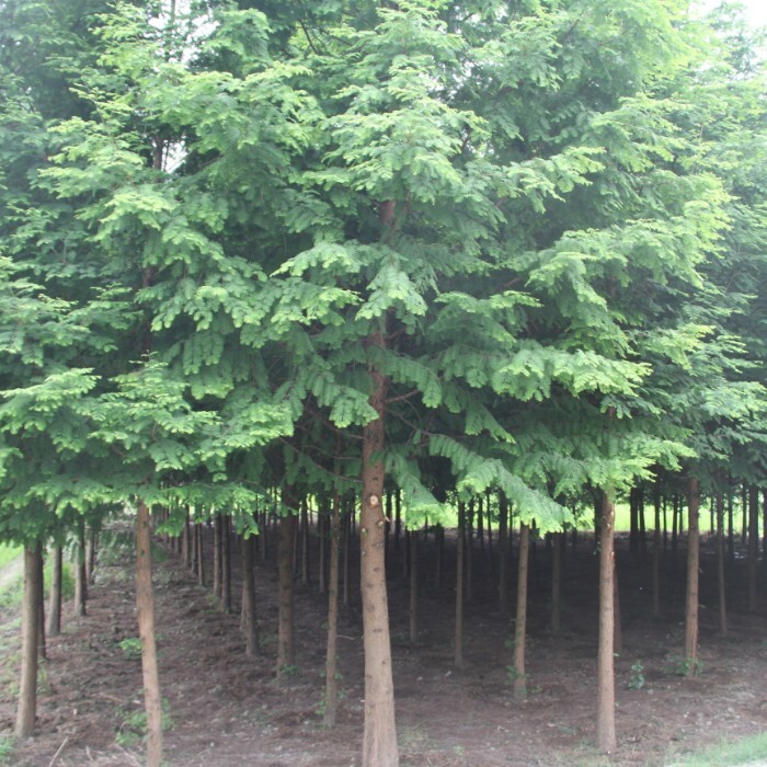 绿化苗木庭院别墅植物水杉树苗池杉苗水杉小苗落羽杉苗行道风景树