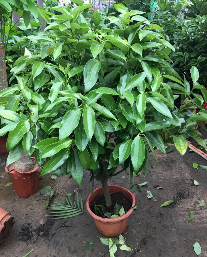 大型绿植平安树小盆栽大客厅室内幸福树四季常青花卉办公室包邮