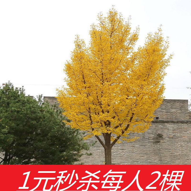 银杏树苗 银杏小苗 银杏树大树庭院植物占地树苗白果树苗白果苗