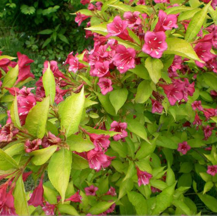 园林绿化苗木彩色树种金叶锦带苗庭院植物红王子锦带花苗耐寒植物