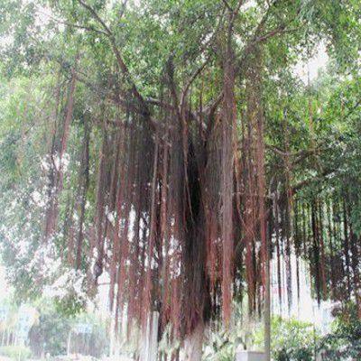 正宗大叶榕苗 大叶榕树树苗 宽叶榕苗 长根须 庭院别墅绿化树苗木
