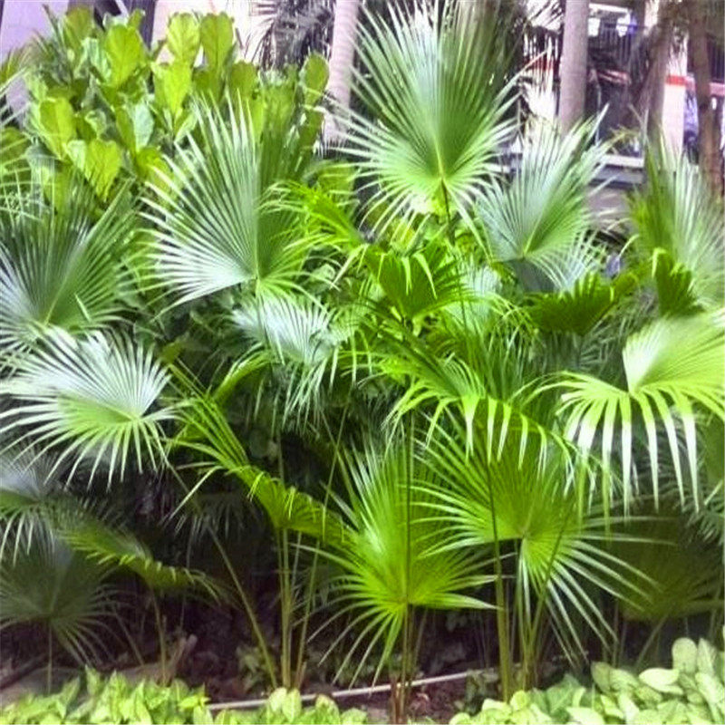 棕榈树苗蒲葵扇子树招财树老人葵 棕树苗庭院绿化苗木易成活好养