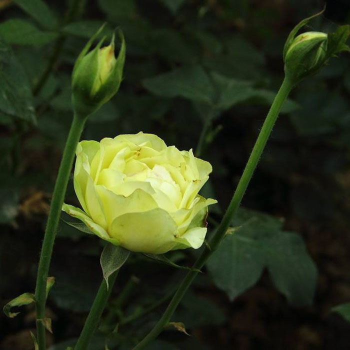 庭院阳台盆栽观花植物花卉大花月季花苗绿色行星庭院树苗四季开花