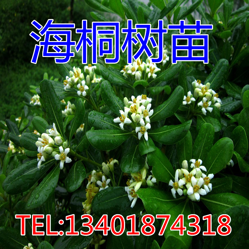 耐寒不落叶高档四季青海绿化苗木