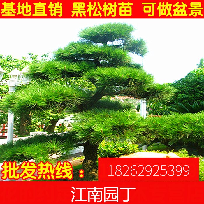 直销绿化苗木 黑松苗 松树苗 黑松树苗四季常青 绿化工程树苗