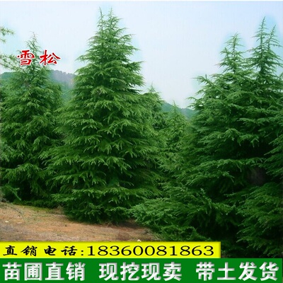 雪松树雪松苗香柏宝塔松雪松树苗四季常青行道树圣诞树庭院绿化苗