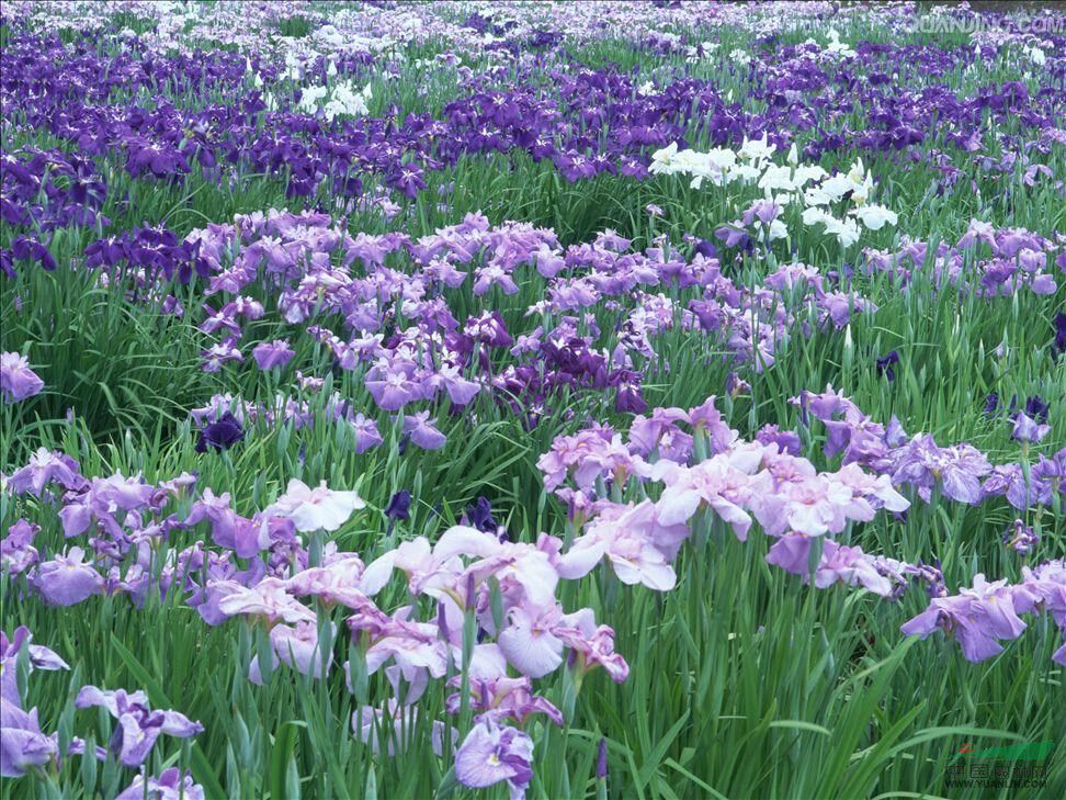 鸢尾花苗德国燕尾花苗蝴蝶兰花苗紫花鸢尾小苗开蓝色的花燕尾苗