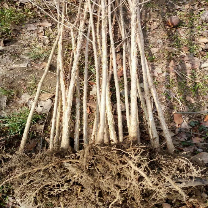庭院植物流苏树苗油根子树苗嫁接桂花
