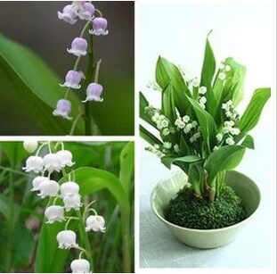 买5送1 法国进口铃兰苗 铃兰种根盆栽 铃兰花苗芳香型当年开花苗