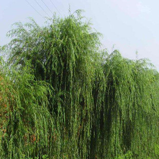 垂柳树苗 黄金柳 金丝垂柳 柳树枝条 垂杨柳树苗垂柳苗竹柳树苗