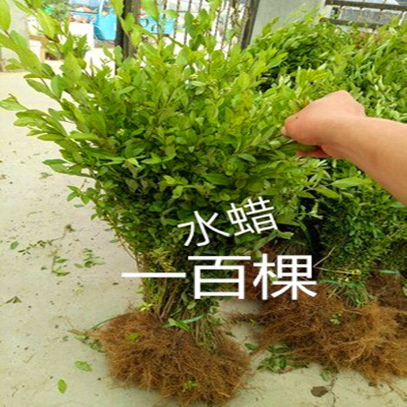 水蜡树苗绿化工程行道树苗水蜡球苗水蜡盆景苗绿化小苗耐寒水蜡苗