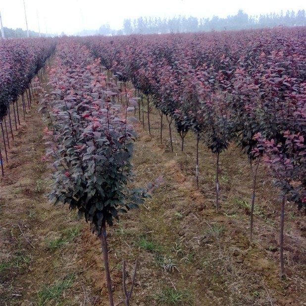 紫叶李子树苗 红叶李子树苗 紫叶李树 紫叶李 庭院道路园林绿化树