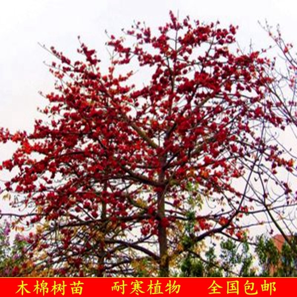 木棉树苗木棉花木棉花苗英雄树3棵30-50厘米当年苗花卉包邮